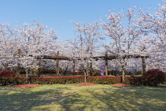 樱花景观