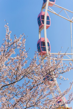 樱花摄影