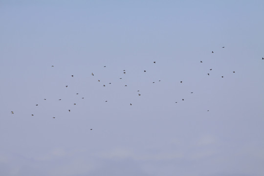 天空飞鸟