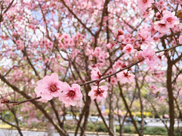 樱花