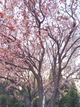 紫叶李