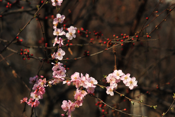 桃花