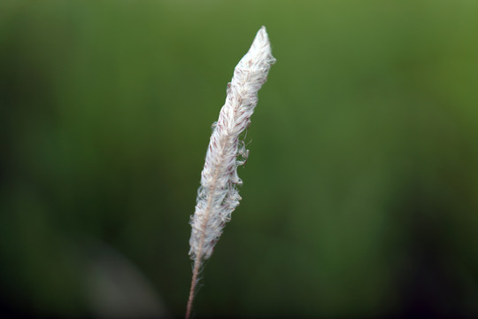 野草