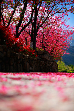 樱花花瓣