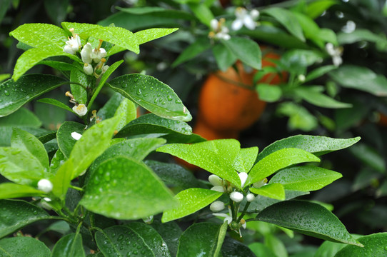 沃柑花