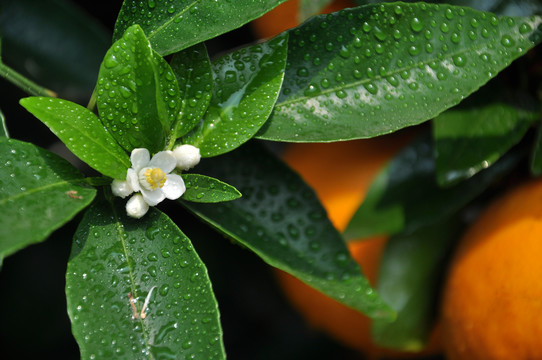 沃柑花