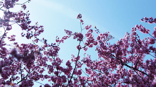 春季红梅花