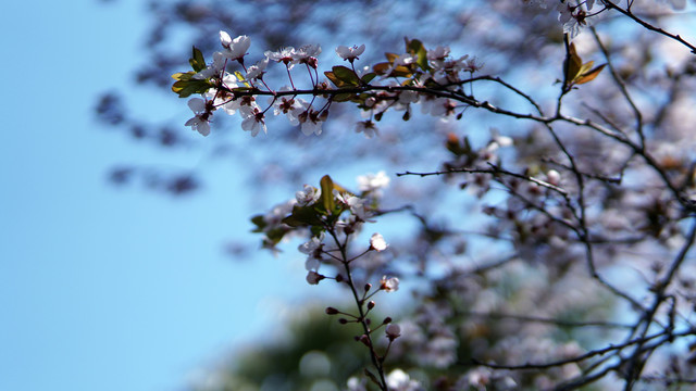 春季赏樱花