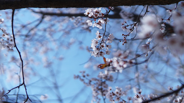 春季赏樱花