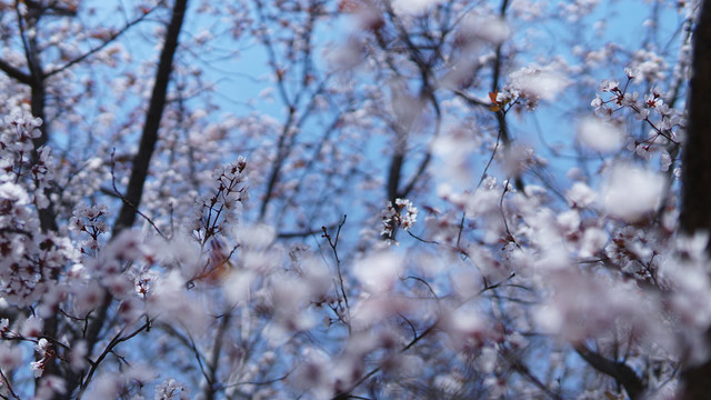 春季赏樱花