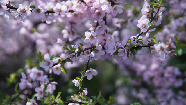 春季赏樱花