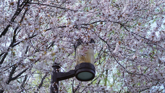 春季赏樱花