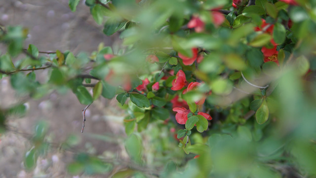 山茶花绿叶