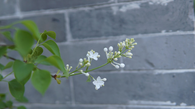 丁香花开