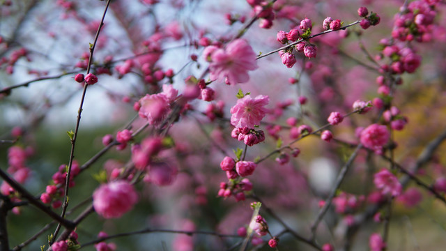 红梅花红色梅花