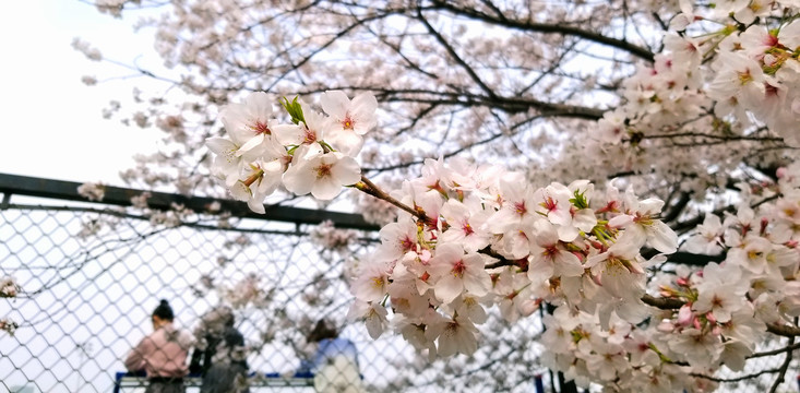 校园樱花