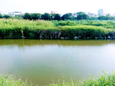 龙岗河风景