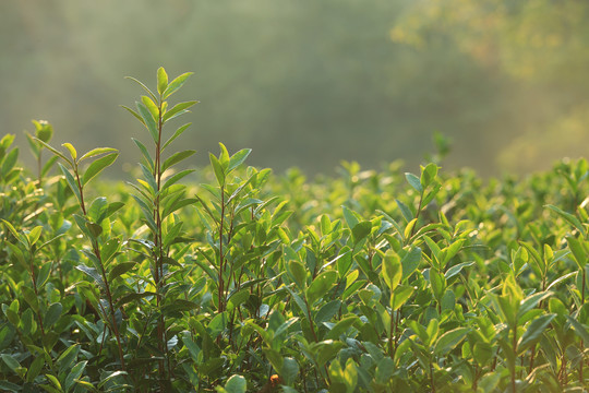 茶树