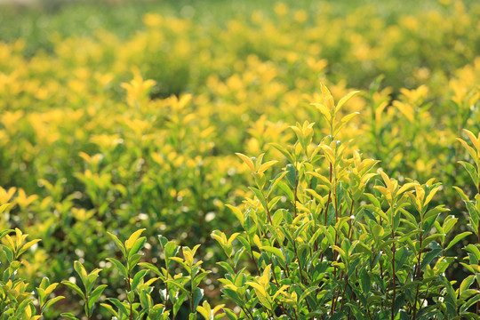 茶树芽