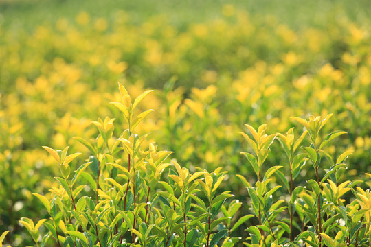 茶树芽