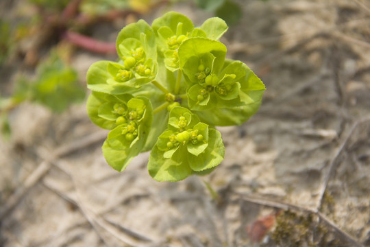 油菜花苗