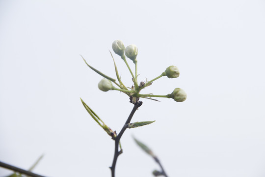 梨花花苞