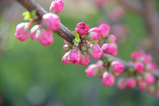 桃花