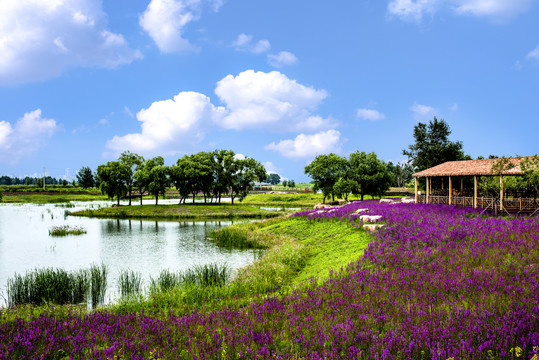 蓝天绿树花园