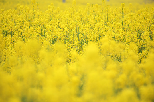 油菜花