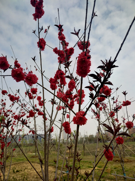 紫叶桃花