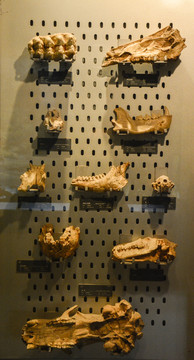 古代动物骨架