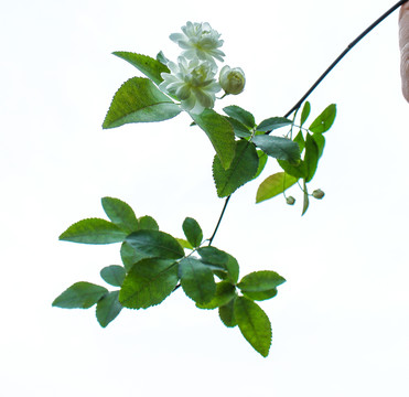 木香花