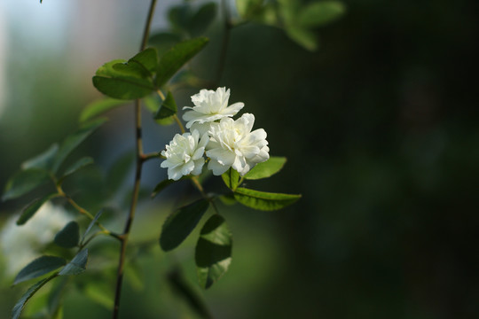 木香花