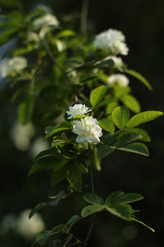 木香花