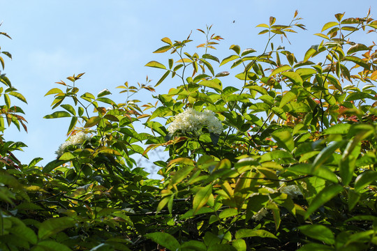 木香花