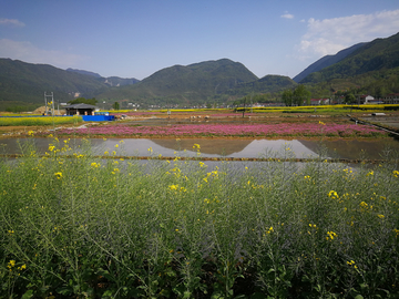 油菜花