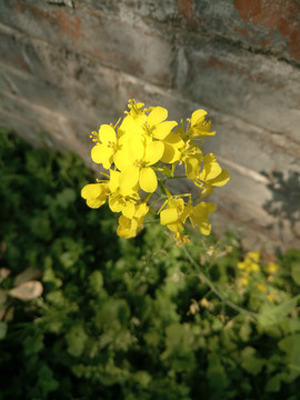 油菜花