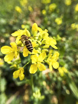 油菜花与蜜蜂