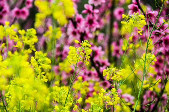 山桃花油菜花