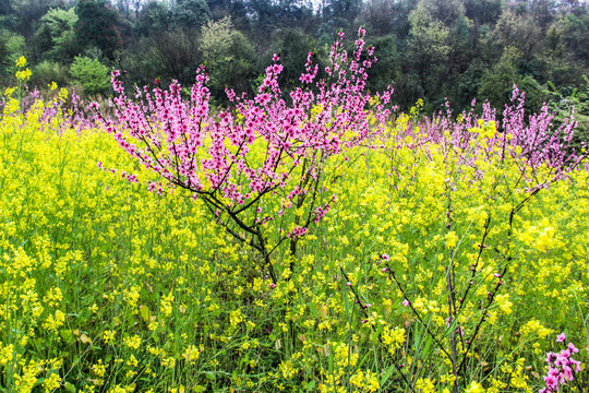 山桃花油菜花