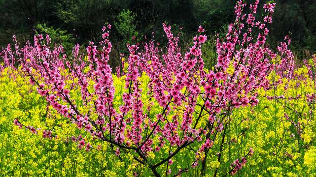 山桃花油菜花