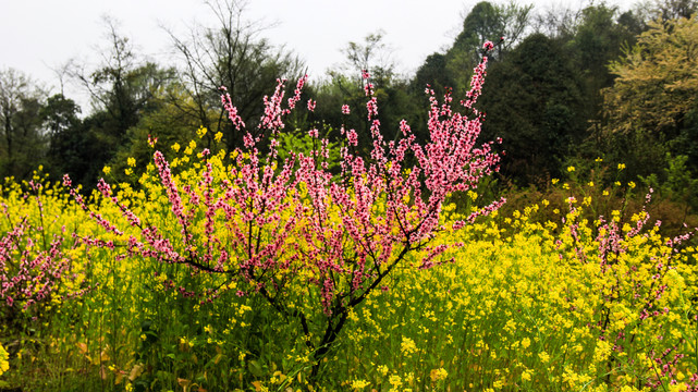 山桃花油菜花