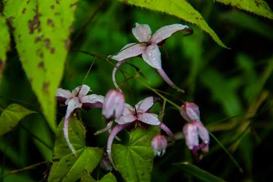 植物花