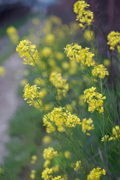 油菜花丛