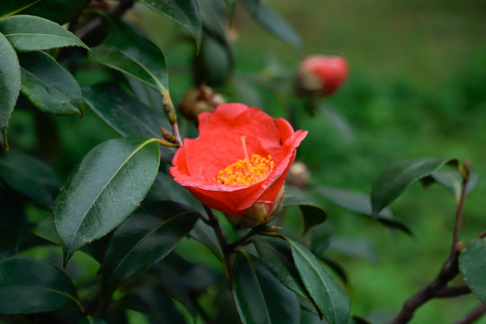 山茶花