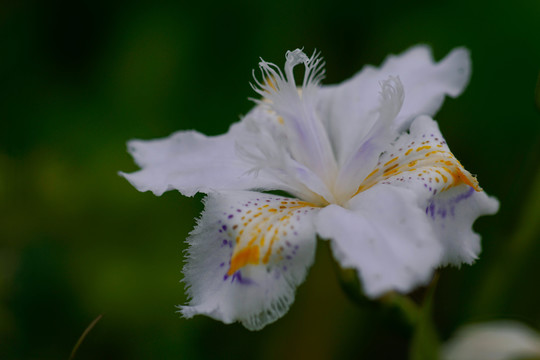 鸢尾花