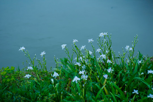 鸢尾花丛