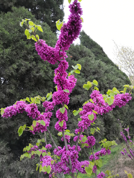 紫荆花