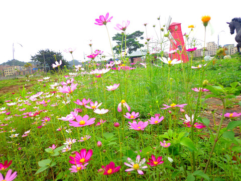 格桑花