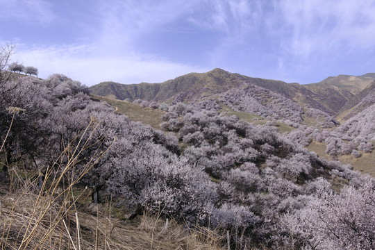 野杏树